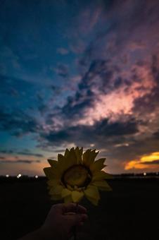 夕空とひまわり 夕焼け,夕日,空の写真素材