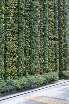 壁面緑化 壁面緑化 壁面緑化,緑化,建築緑化の写真素材