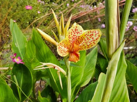 カンナ オレンジ色の花 カンナ オレンジ色の花 カンナ,花,夏の写真素材