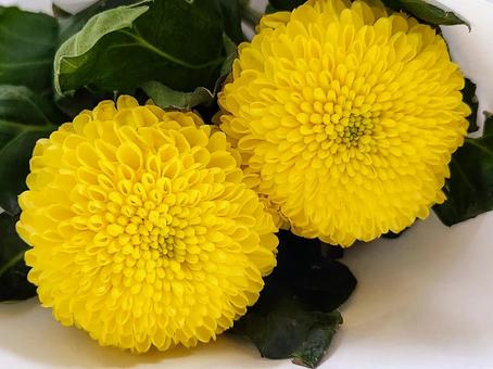 ピンポンマム2 ピンポンマム2 ピンポンマム,菊,花の写真素材