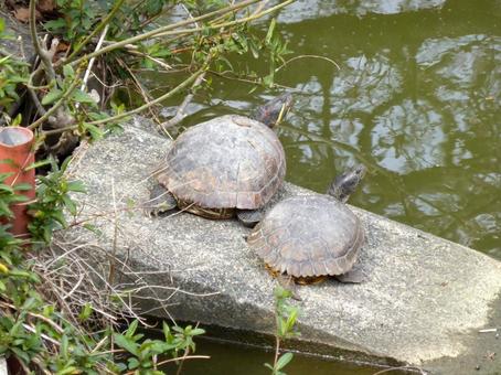 池の石に乗り日光浴する二匹のミドリガメ 池の石に乗り日光浴する二匹のミドリガメ ミドリガメ,亀,爬虫類の写真素材