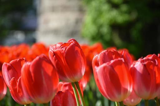 赤色チューリップ③ 赤色チューリップ③ 花,春,札幌の写真素材