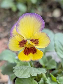 ビオラの花 8 ビオラ,黄,紫の写真素材