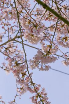 寒空と桜 寒空と桜の写真