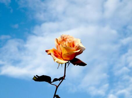 冬晴れの空に届かんと咲く一輪のバラの花 バラ,花,植物の写真素材