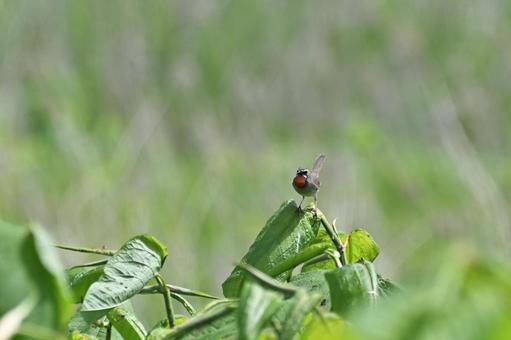 Photo, siberian rubythroat, wild bird, bird, 