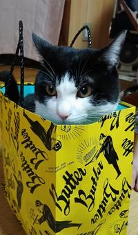 猫 ネコ,猫,動物の写真素材