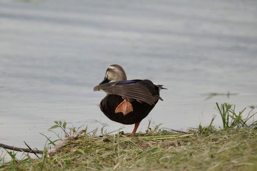カルガモ カルガモ カルガモ,野鳥,鳴くの写真素材