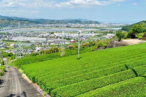 島田市 金谷の茶畑と街並み(静岡) 島田市 金谷の茶畑と街並み(静岡)の写真