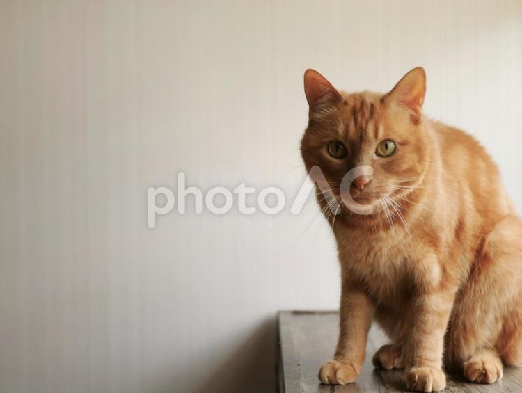 白背景と茶色の猫 白背景,ホワイトバック,白色の写真素材