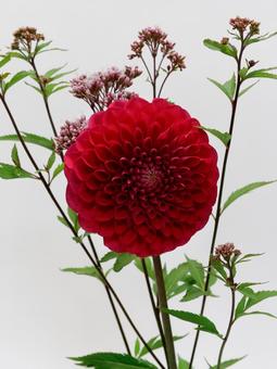 ダリアとフジバカマ ダリアとフジバカマ 花,ダリア,フジバカマの写真素材
