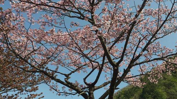 春の花・桜 桜,景色,春の写真素材
