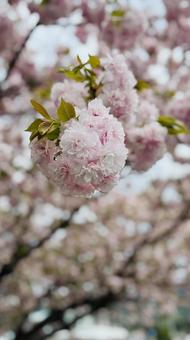 桜花 桜花 景色,リラックス,絶景の写真素材
