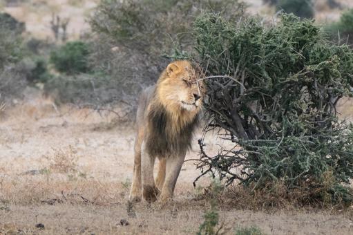 オスライオンの縄張り巡回 オスライオンの縄張り巡回 ライオン,ネコ科,肉食動物の写真素材