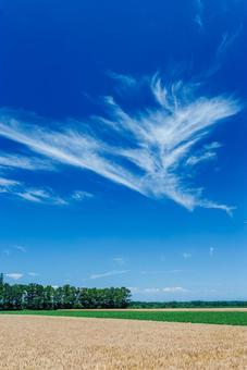 麦畑と青空 麦畑と青空の写真