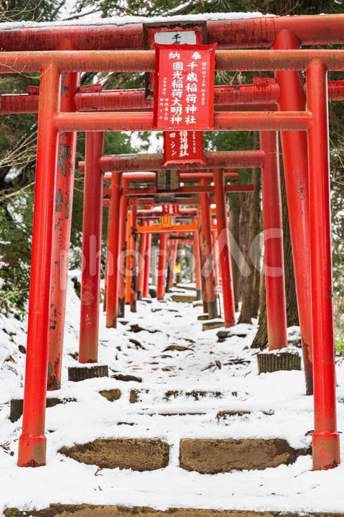 山形市千歳稲荷神社　参道と朱色の鳥居 千歳山,千年稲荷神社,朱色の写真素材