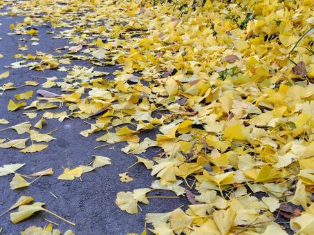 落ち葉のじゅうたん_15 落ち葉,イチョウ,黄葉の写真素材
