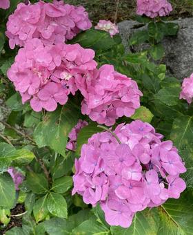 Pink hydrangea, JPG Pink hydrangea, JPG