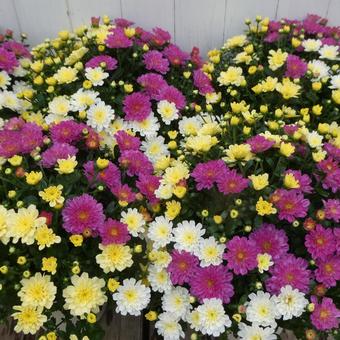 秋の花壇 カラフルな小菊 ビタマム 秋の花壇 カラフルな小菊 ビタマム 花,菊,小菊の写真素材