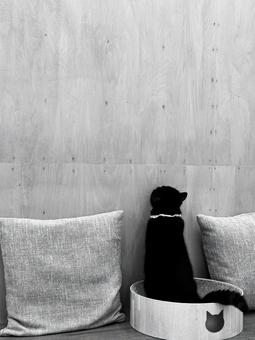 猫 猫,モノクロ,モノトーンの写真素材