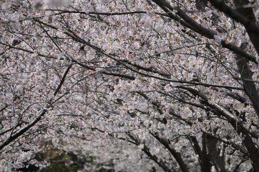桜 桜の写真