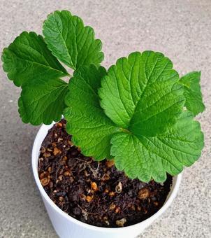 植え付けたイチゴの苗 植え付けたイチゴの苗 苗,イチゴ,蜜香の写真素材