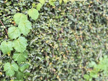 植物が覆う自然なグリーン背景 植物が覆う自然なグリーン背景 緑,葉っぱ,ツタの写真素材