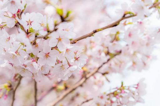 桜の写真