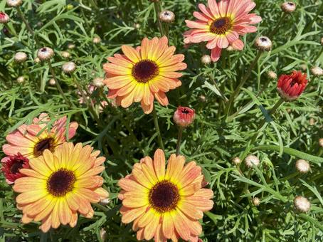 色鮮やかに咲き誇るマックスマムの花 色鮮やかに咲き誇るマックスマムの花 マックスマム,クリサンセマム,花の写真素材
