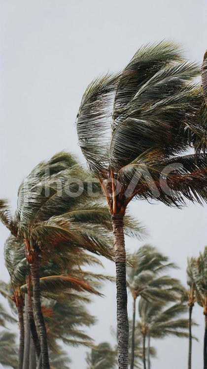 荒れた天候下のヤシの木 ヤシの木,風,嵐の写真素材