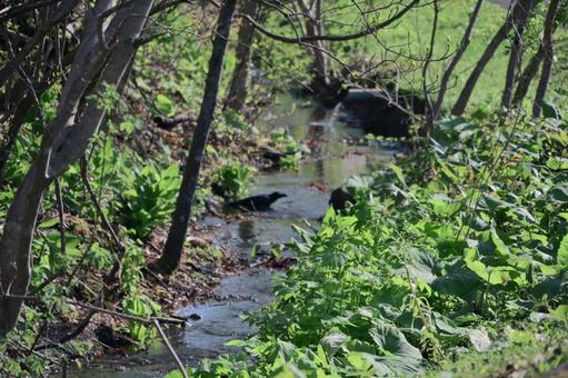 道南四季の杜公園のせせらぎの写真
