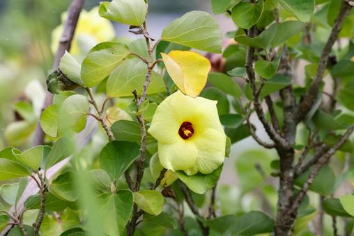 ハマボウの花 ハマボウの花 ハマボウ,浜朴,花の写真素材