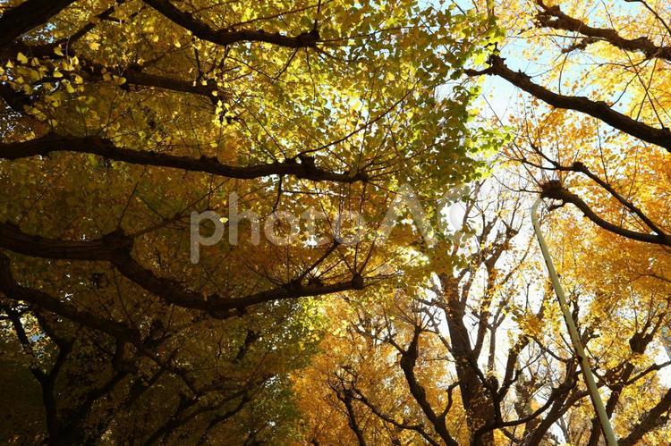 いちょう　並木道 自然,木,風景の写真素材