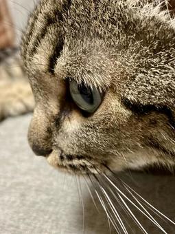 猫の横顔2の写真