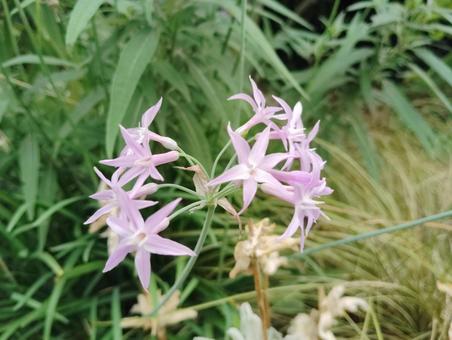 ツルバキア ツルバキア 花,咲く,咲いたの写真素材