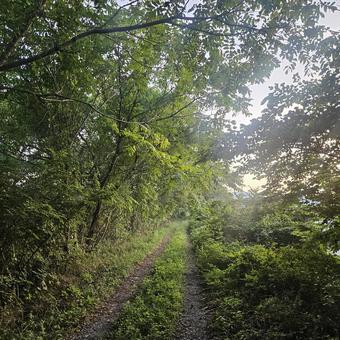 秋の道 秋の道 秋,植物,木の写真素材