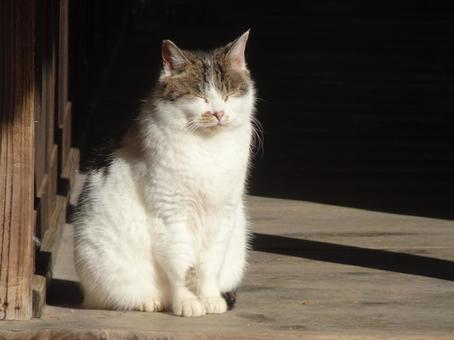まぶしい猫 まぶしい猫の写真