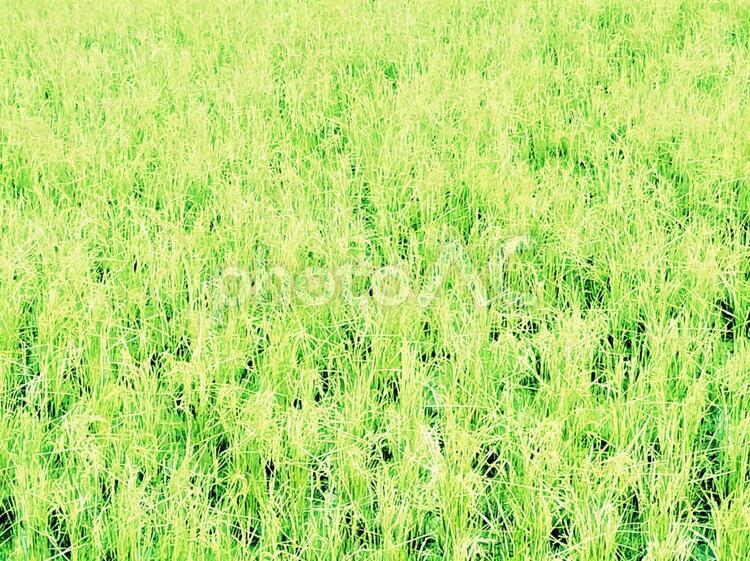 枯れ草の背景～グリーン yellow,きれいな,ぱんの写真素材