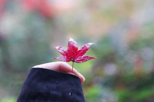 手持ちもみじの写真