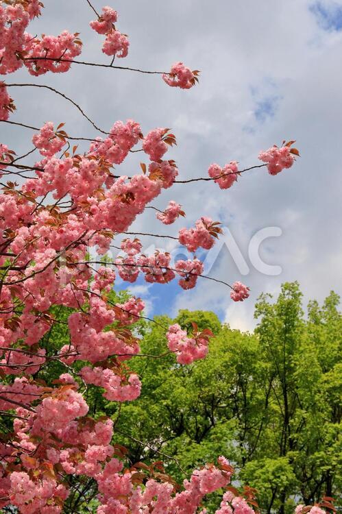 桜と新緑 桜,八重桜,新緑の写真素材