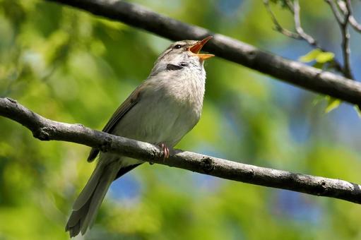 ホーホケキョ ホーホケキョ ウグイス,春告鳥,野鳥の写真素材