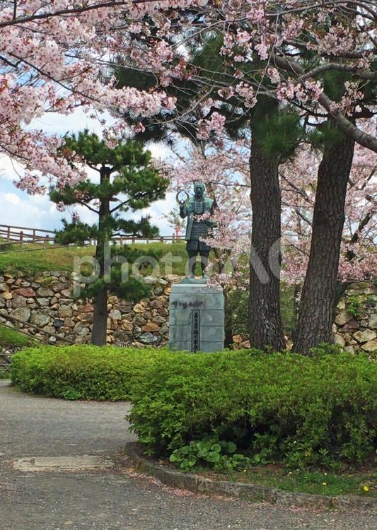 徳川家康像と桜 浜松城,浜松城公園,浜松の写真素材