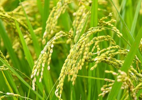 秋イメージ〜米の実った稲穂 米,稲,農業の写真素材