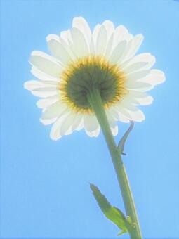 275 青空に白花一輪 275 青空に白花一輪 青空,白花,仰ぐの写真素材