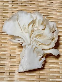 白マイタケ 白マイタケ,白舞茸,食材の写真素材