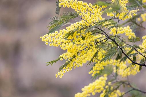 見頃を迎えたミモザのアップ ミモザ,花,春の写真素材