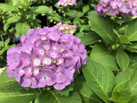 あじさい ピンク あじさい ピンク あじさい,紫陽花,梅雨の写真素材