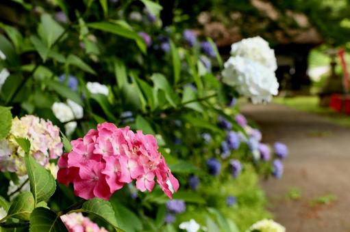 Photo, hydrangea, knowledge temple, june, 