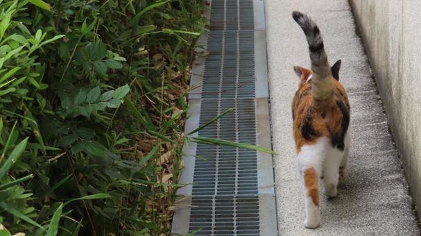 日々のパトロールを前向きに行う三毛猫 三毛猫,猫,パトロールの写真素材