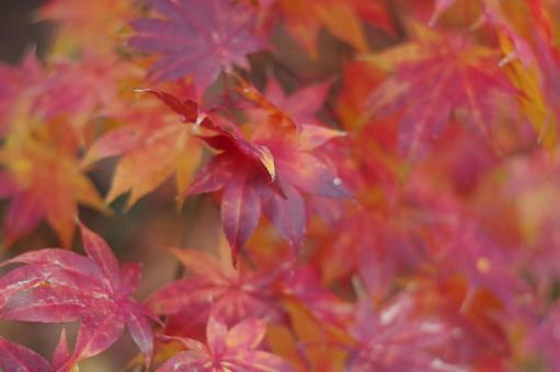 紅葉 紅葉,もみじ,秋の写真素材